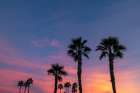 Palm trees silhouetted by brilliant sunset clouds in Palm Springs, California, USA Art Print